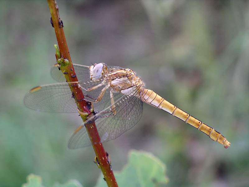 Da determinare - Orthetrum brunneum